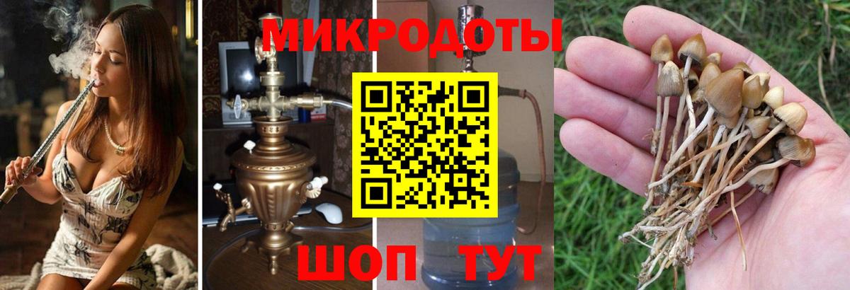 Псилоцибиновые грибы прущие грибы Курчалой