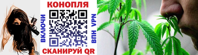 ссылка на мегу как войти  цена   Курчалой  Канабис планчик 